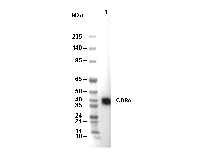 CD8α Antibody