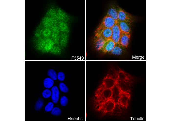 SMAD4 Antibody