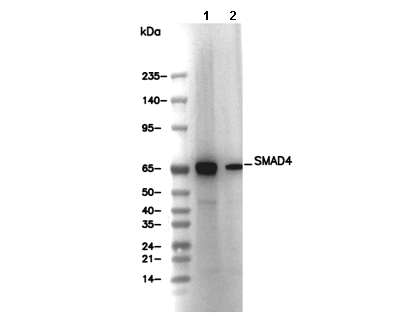 SMAD4 Antibody
