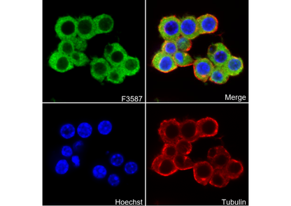 eIF4E Antibody