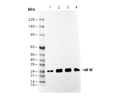 eIF4E Antibody