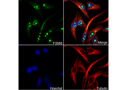Fibrillarin Antibody