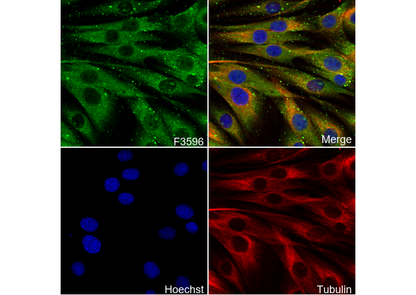 Myoferlin Antibody