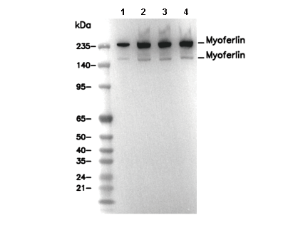 Myoferlin Antibody