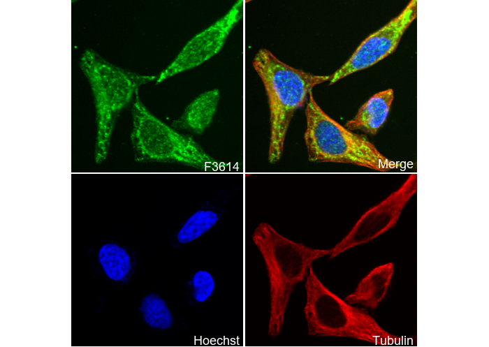 UQCRB Antibody