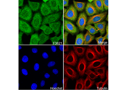 PPP1CA + PPP1CB Antibody