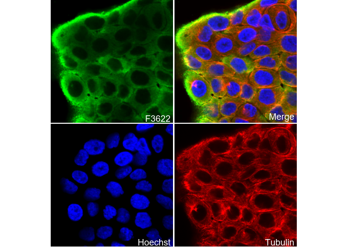 LASP1 Antibody