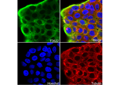 LASP1 Antibody