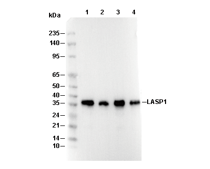 LASP1 Antibody