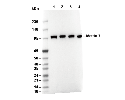 Integrin β 3 Antibody