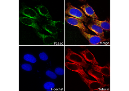 Heme Oxygenase 1 Antibody