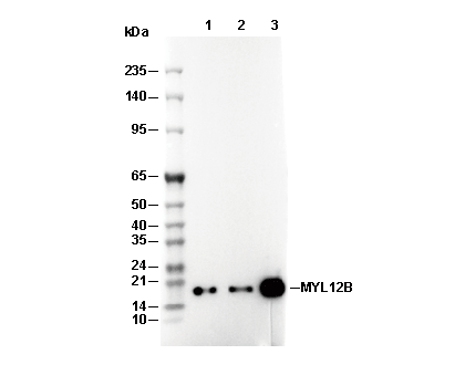 MYL12B Antibody