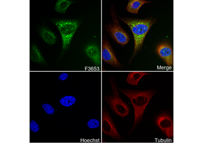 GBP1 Antibody