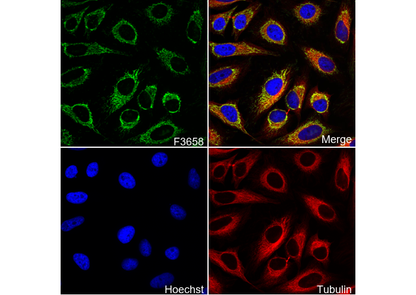 NNT Antibody