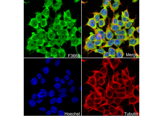 Gemin 3 Antibody
