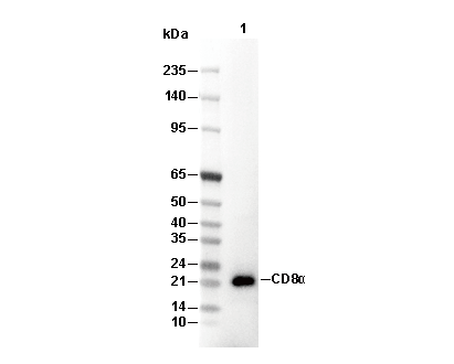 IL-18 Antibody