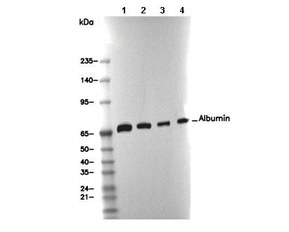 Albumin Antibody