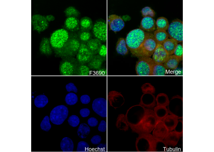 DNA Polymerase β Antibody