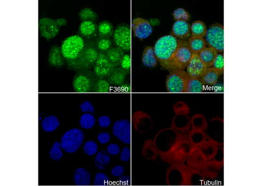 DNA Polymerase β Antibody