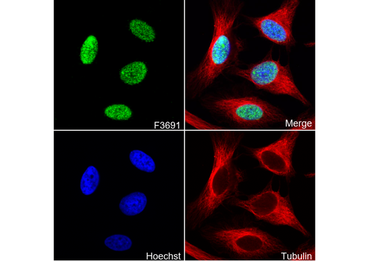 Histone H2A.Z Antibody