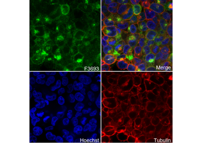 Cripto1/CRIPTO Antibody