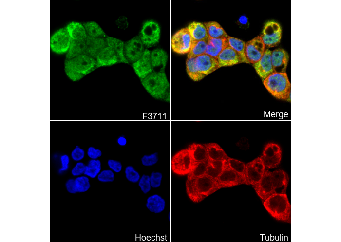 LAMC2 Antibody