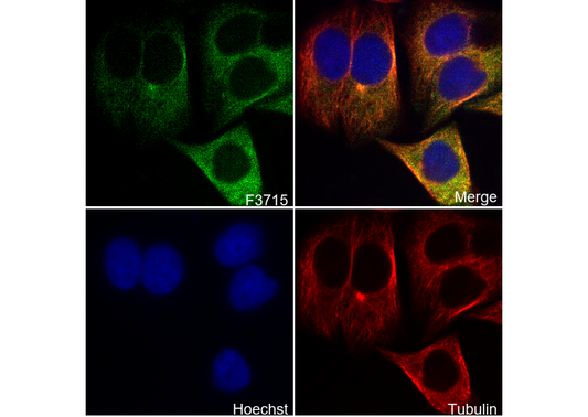 PPP2R5D Antibody