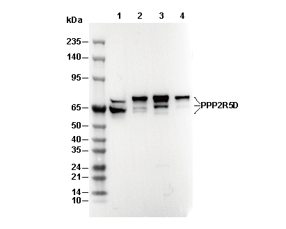PPP2R5D Antibody