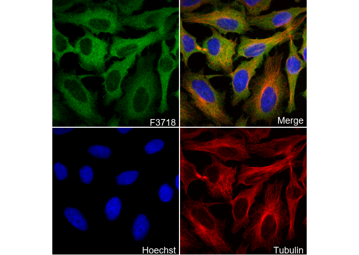 Hsp105/HSP110 Antibody