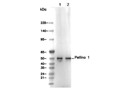 Pellino 1 Antibody