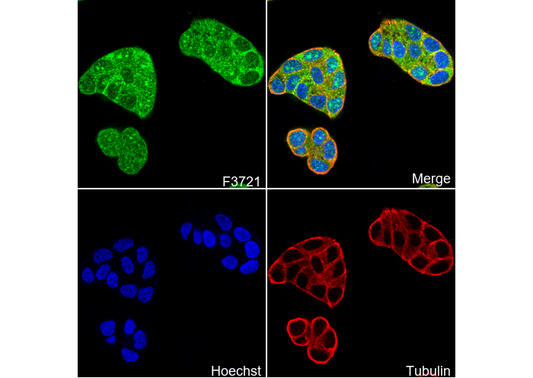 FAM111A Antibody