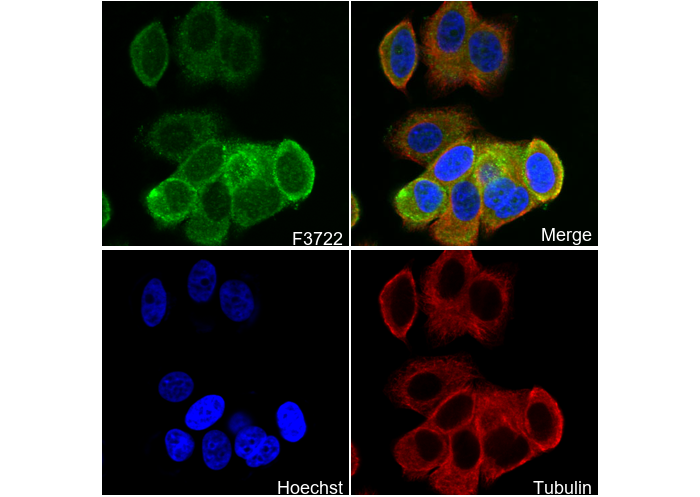 TRIM56 Antibody