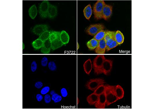 TRIM56 Antibody