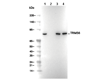 TRIM56 Antibody