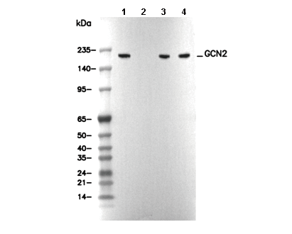 GCN2 Antibody