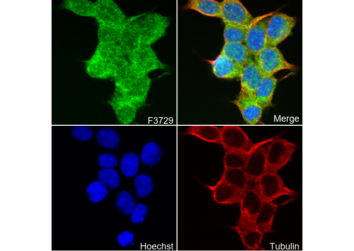 SNX5 Antibody