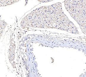 Monocyte + Macrophage Antibody