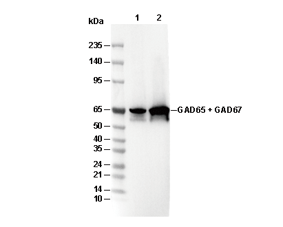 GAD65 + GAD67 Antibody