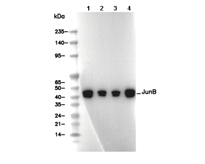 JunB Antibody