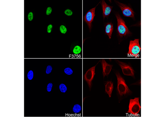 BRD2 Antibody