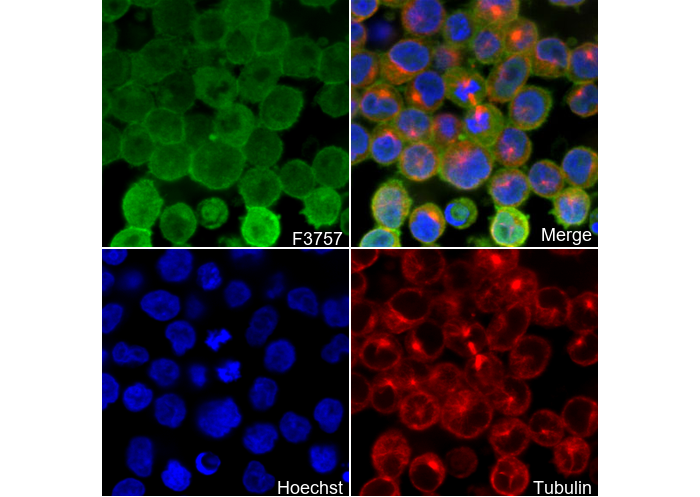 Syk Antibody