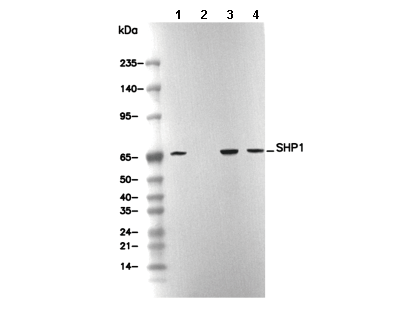 SHP1 Antibody