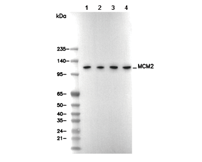 MCM2 Antibody