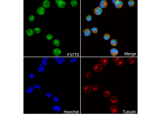 CrkL Antibody