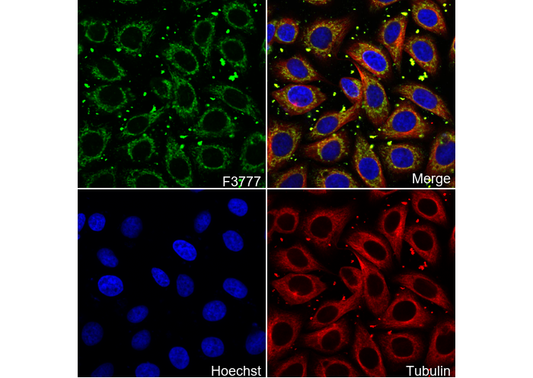 mtTFA Mitochondrial Marker Antibody