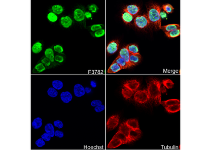 Nucleolin Antibody