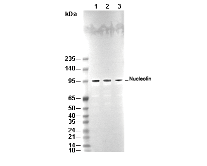 Nucleolin Antibody