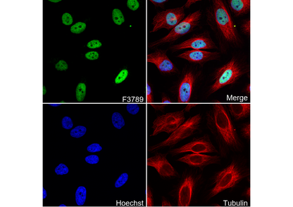 SMARCC1/BAF155 Antibody