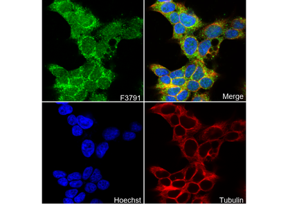 BMAL1 Antibody