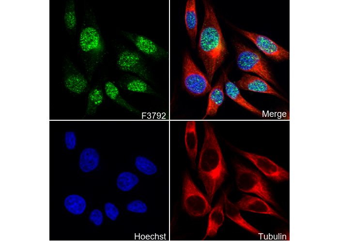 Histone H2B Antibody